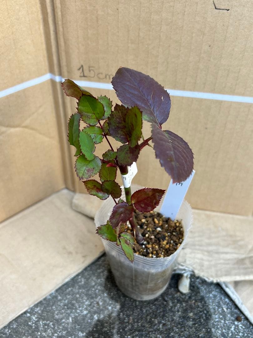 「Rose」切り花品種バラ苗　2点