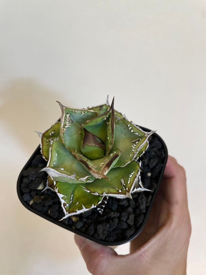 アガベチタノタ　鰐亀