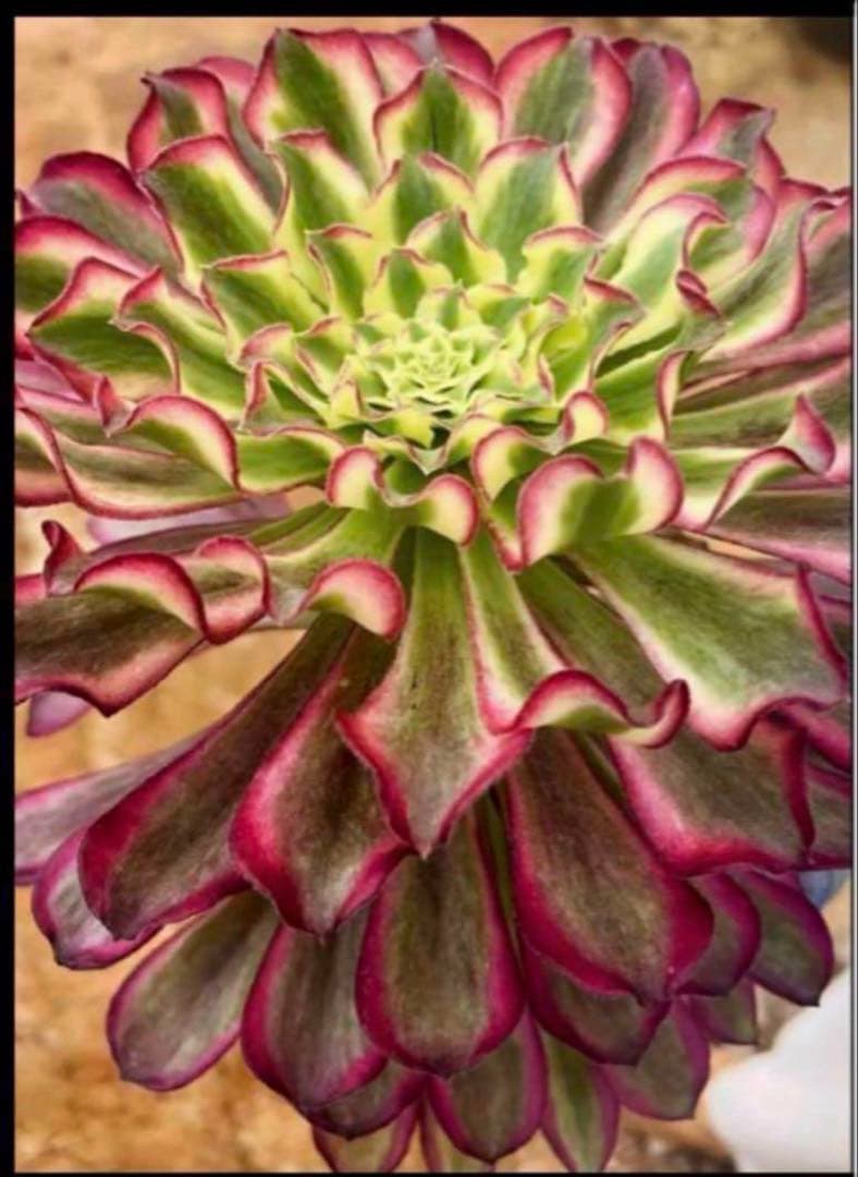 多肉植物アエオニウム錦❤️ 皺葉仙墨 ❤️状態図❤️