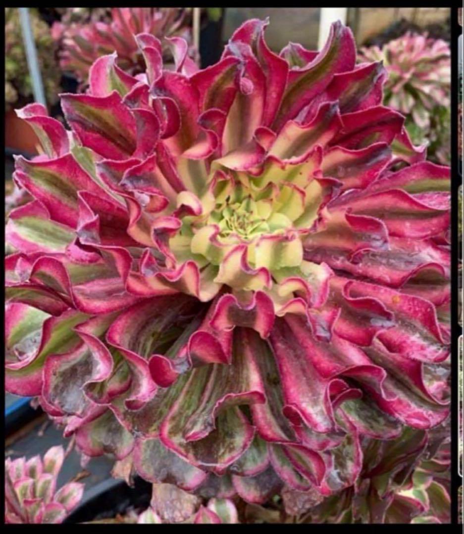 多肉植物アエオニウム錦❤️ 皺葉仙墨 ❤️状態図❤️