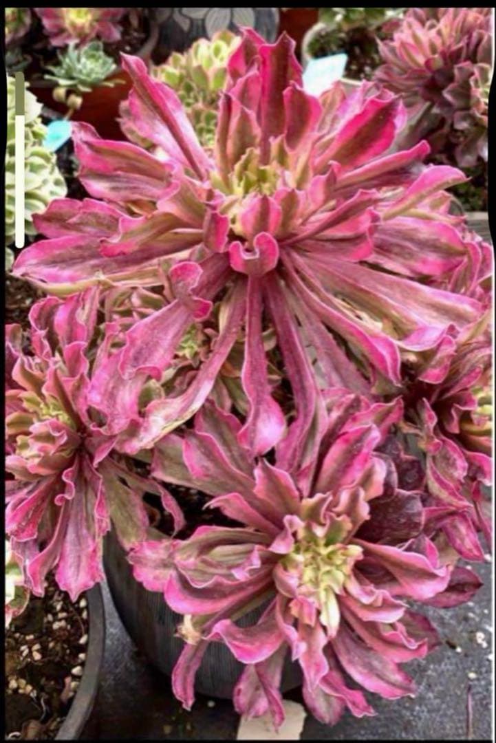 多肉植物アエオニウム錦❤️ 皺葉仙墨 ❤️状態図❤️