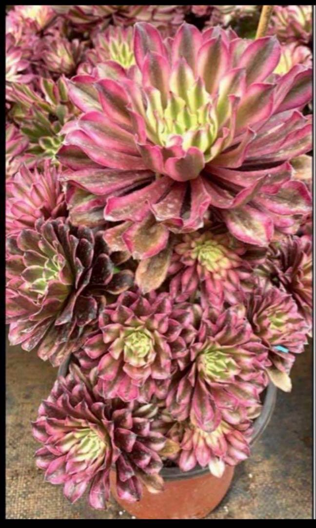 多肉植物アエオニウム錦❤️ 皺葉仙墨 ❤️状態図❤️