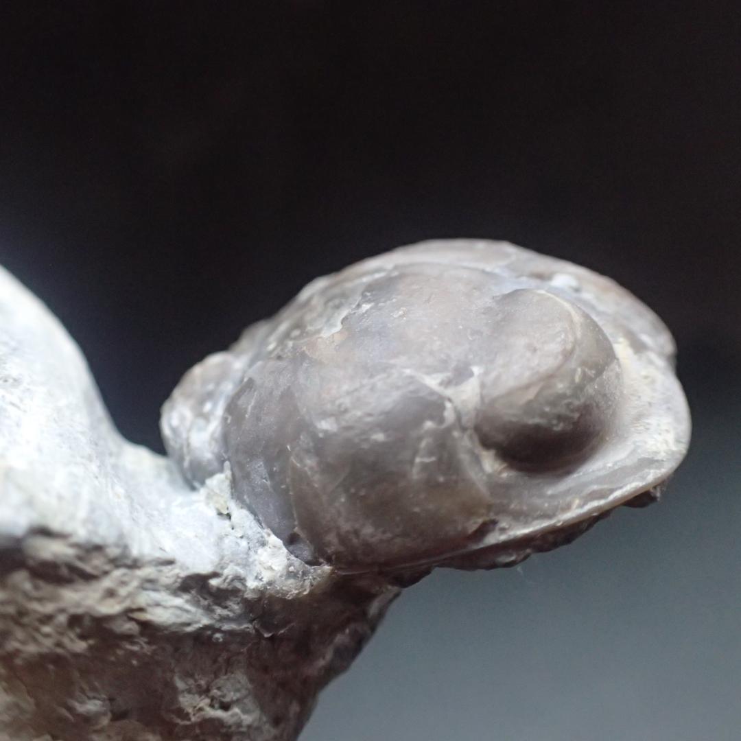 三葉虫の化石 希少 Nileus スウェーデン産 本物保証