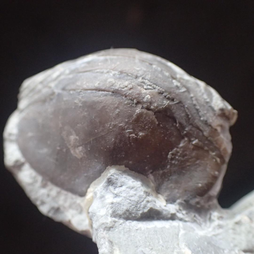 三葉虫の化石 希少 Nileus スウェーデン産 本物保証