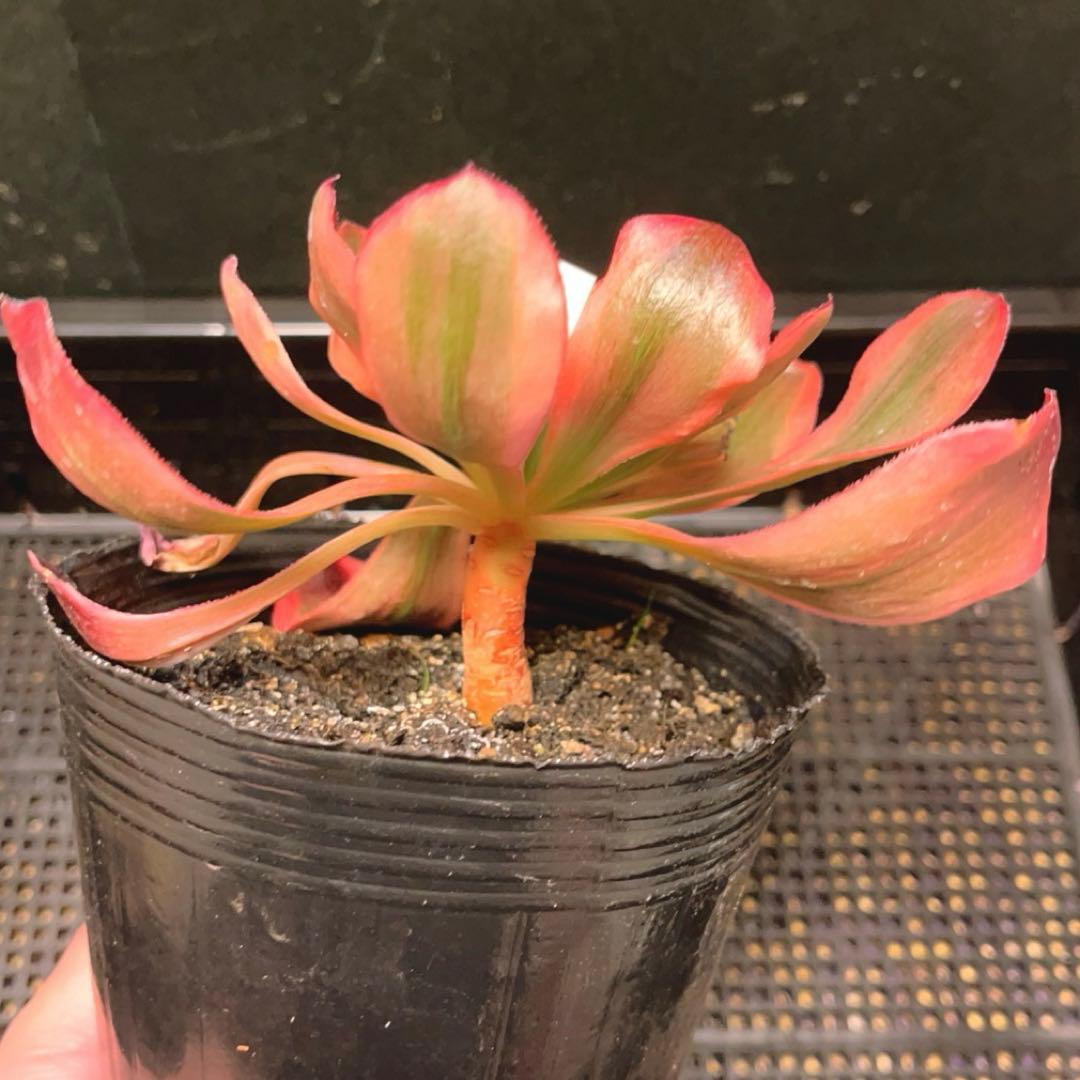 81#多肉植物❤️アエオニウム錦❤️Voo doo 錦❤️紅魔女❤️1大頭15cm拔き苗