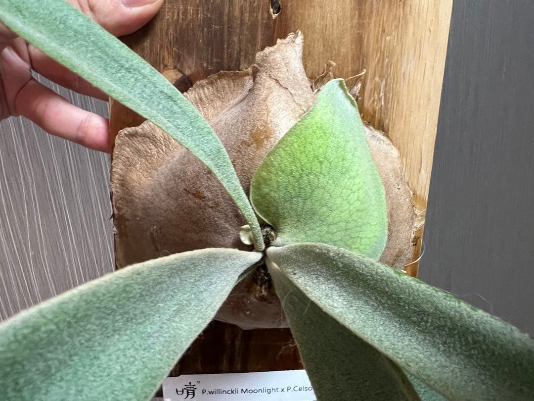 ビカクシダ P.willinckii Moonlight x P.celso