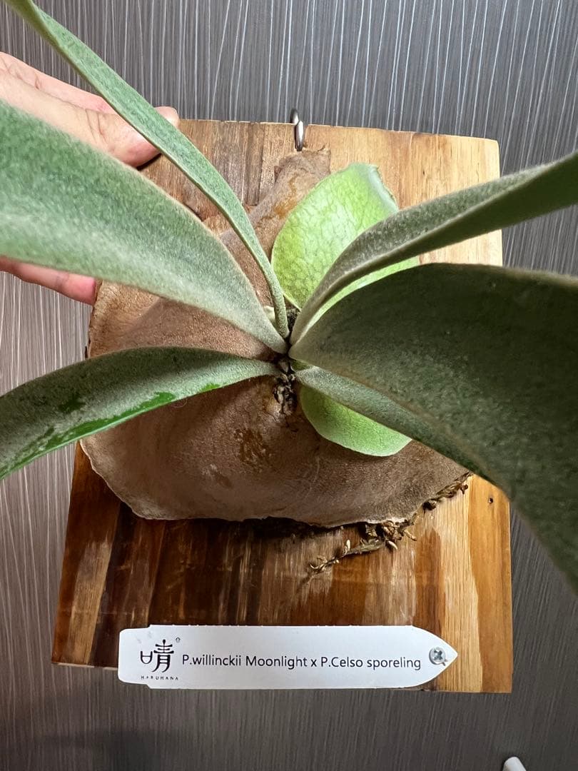 ビカクシダ P.willinckii Moonlight x P.celso