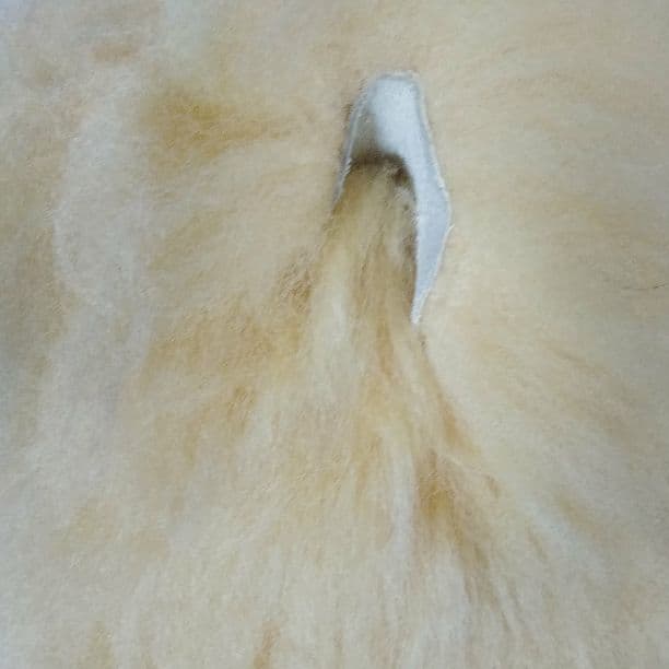 ドイツ発注手作りテディベア(日本に３体のみ）ぬいぐるみ