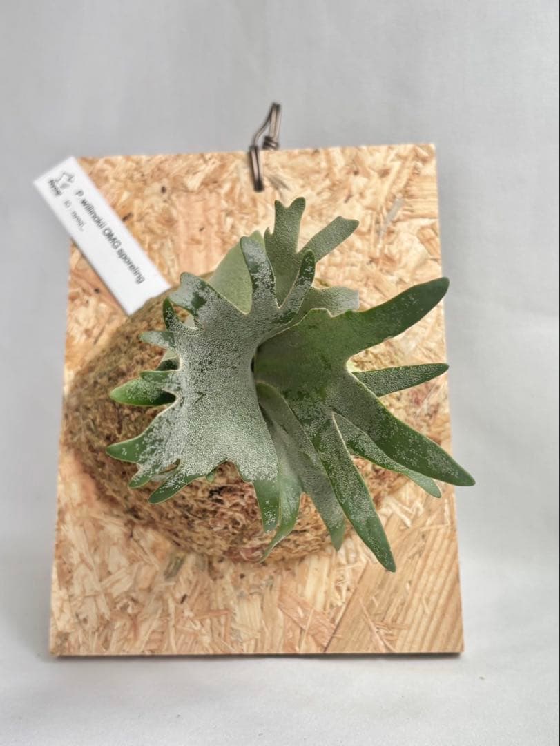 P. Willinckii Omg(spore) 【42】