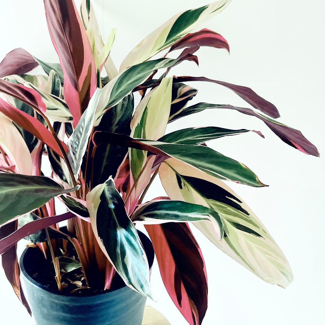 特大苗 人気 ストロマンテ トリオスター 7号鉢 観葉植物 calmcafe