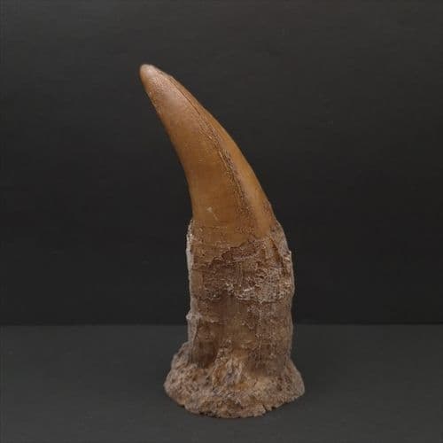 ティラノサウルス 歯 化石 レプリカ 約167.79mm trr30