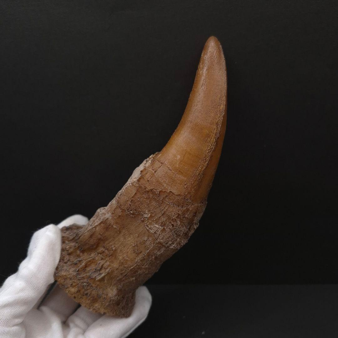 ティラノサウルス 歯 化石 レプリカ 約167.79mm trr30
