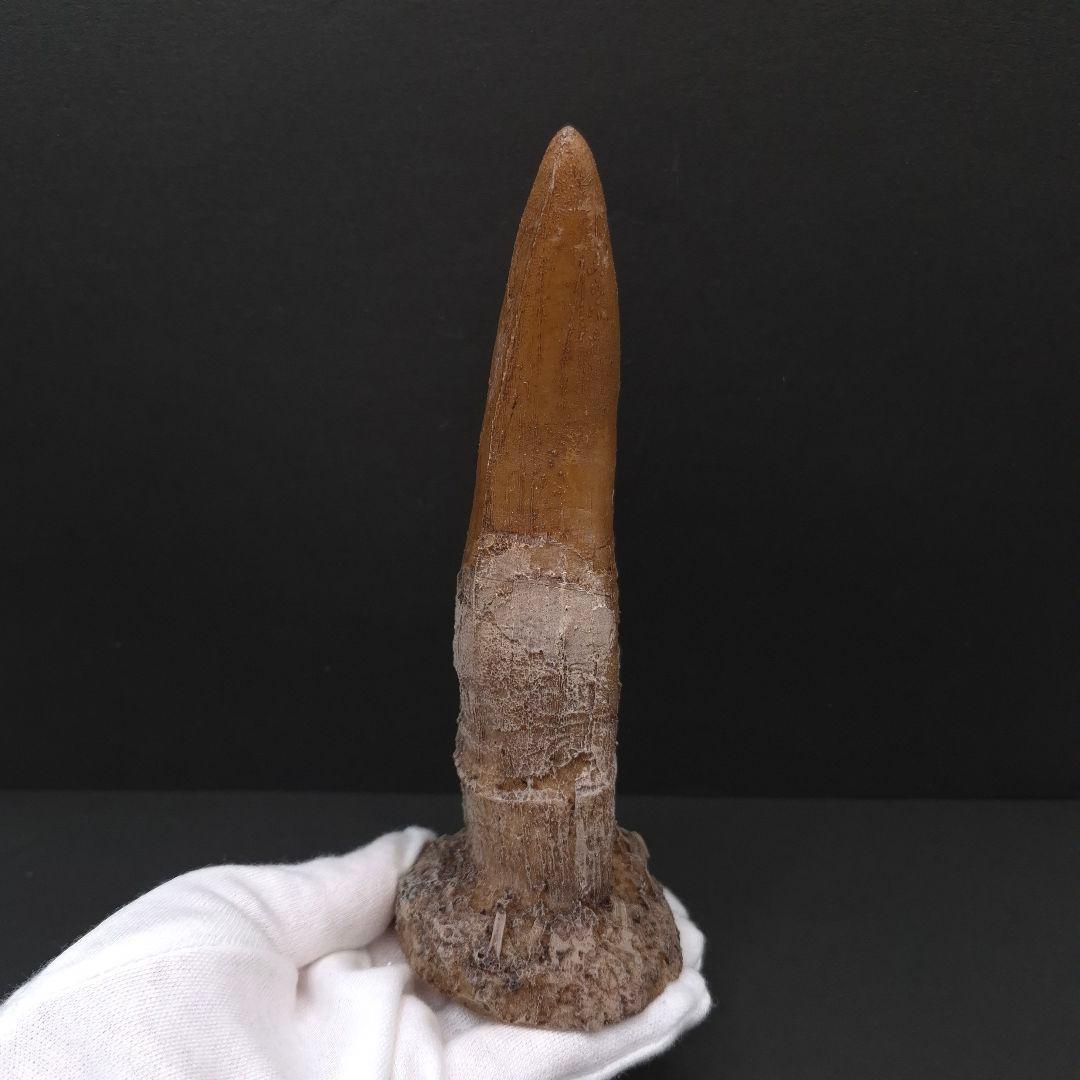 ティラノサウルス 歯 化石 レプリカ 約167.79mm trr30