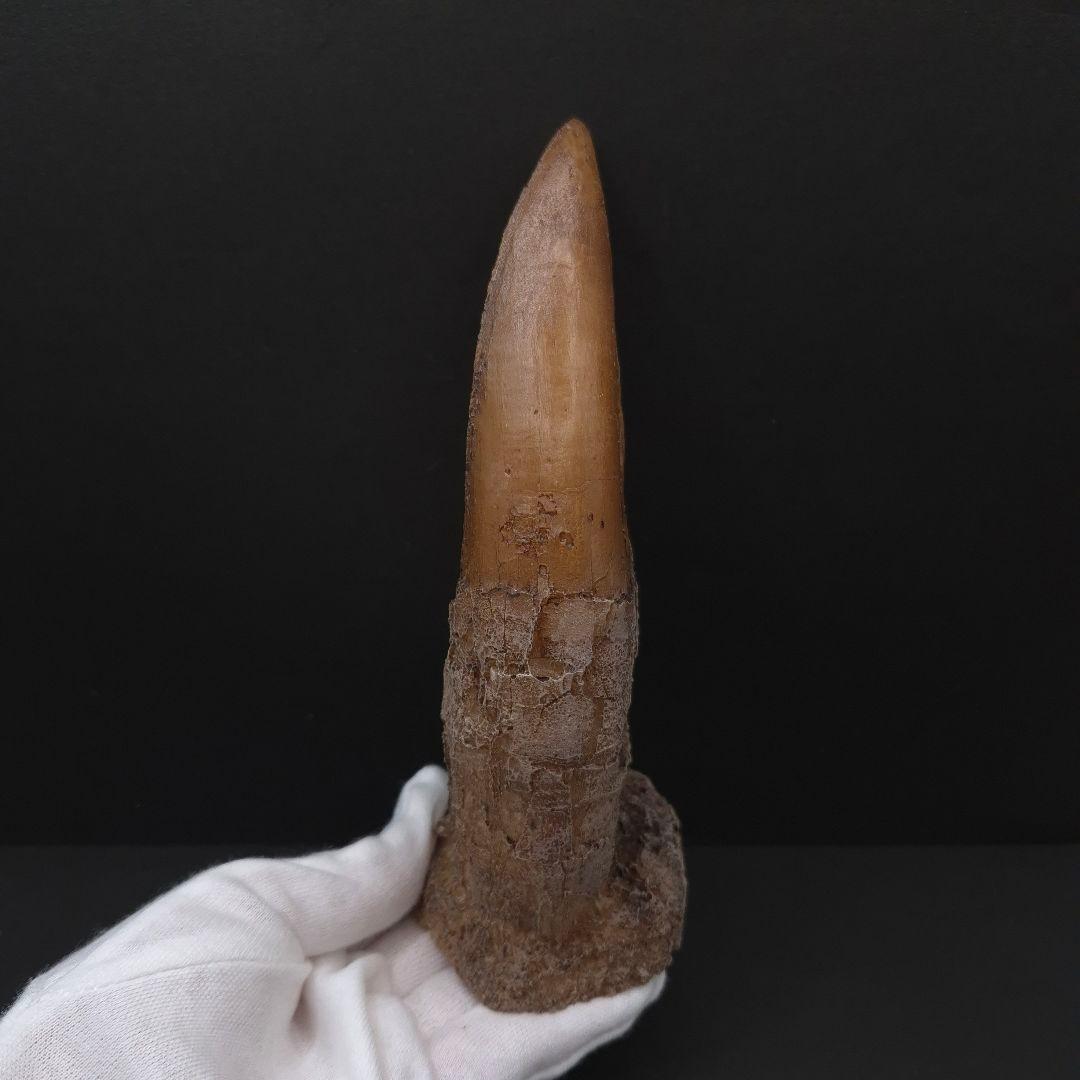 ティラノサウルス 歯 化石 レプリカ 約167.79mm trr30