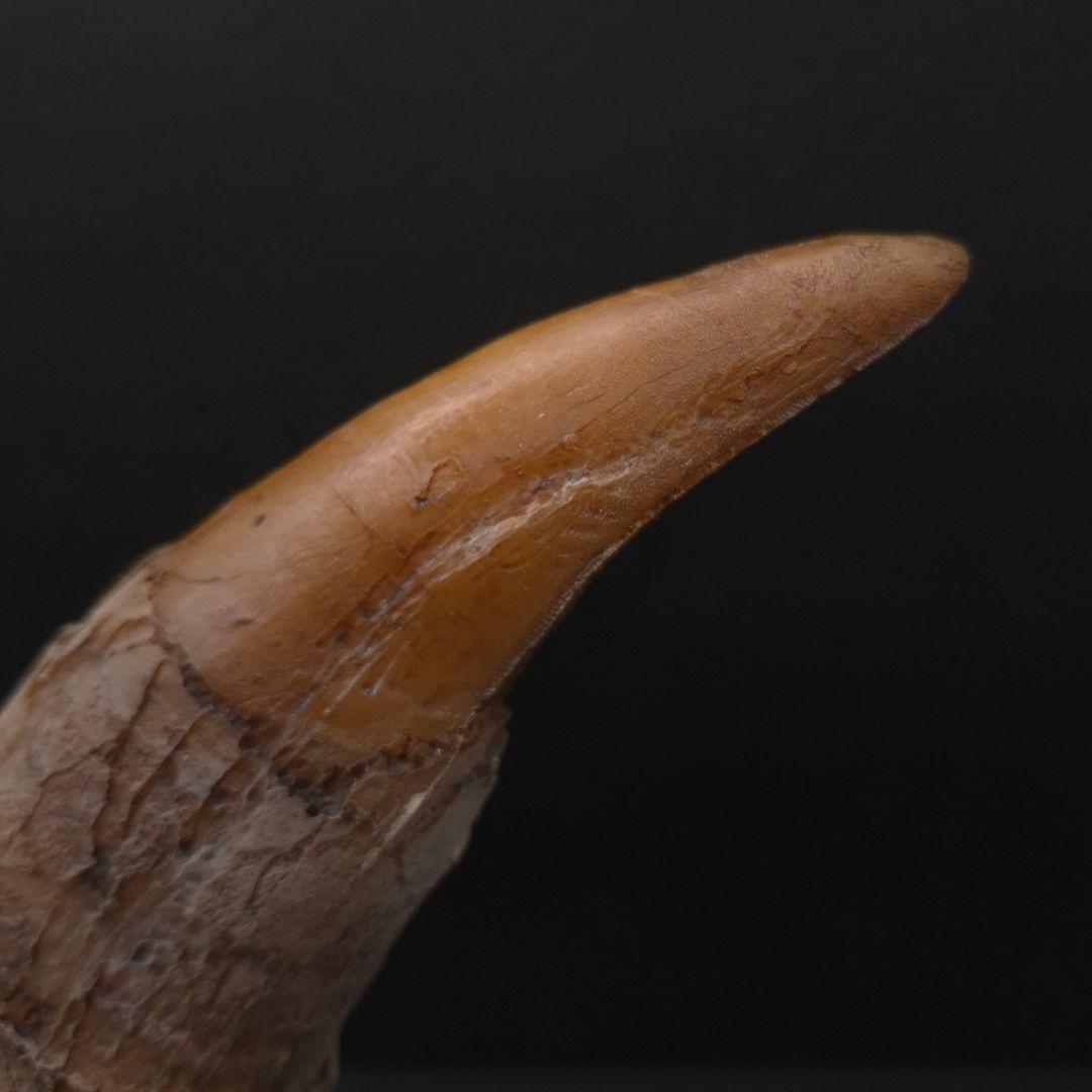 ティラノサウルス 歯 化石 レプリカ 約167.79mm trr30