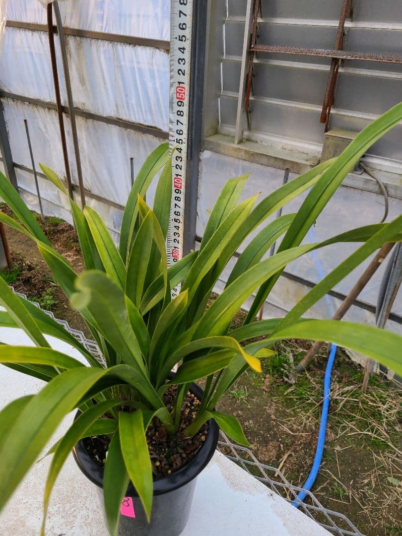 ミスマフェット。花芽8個。蜜蜂誘引蘭。日本蜜蜂