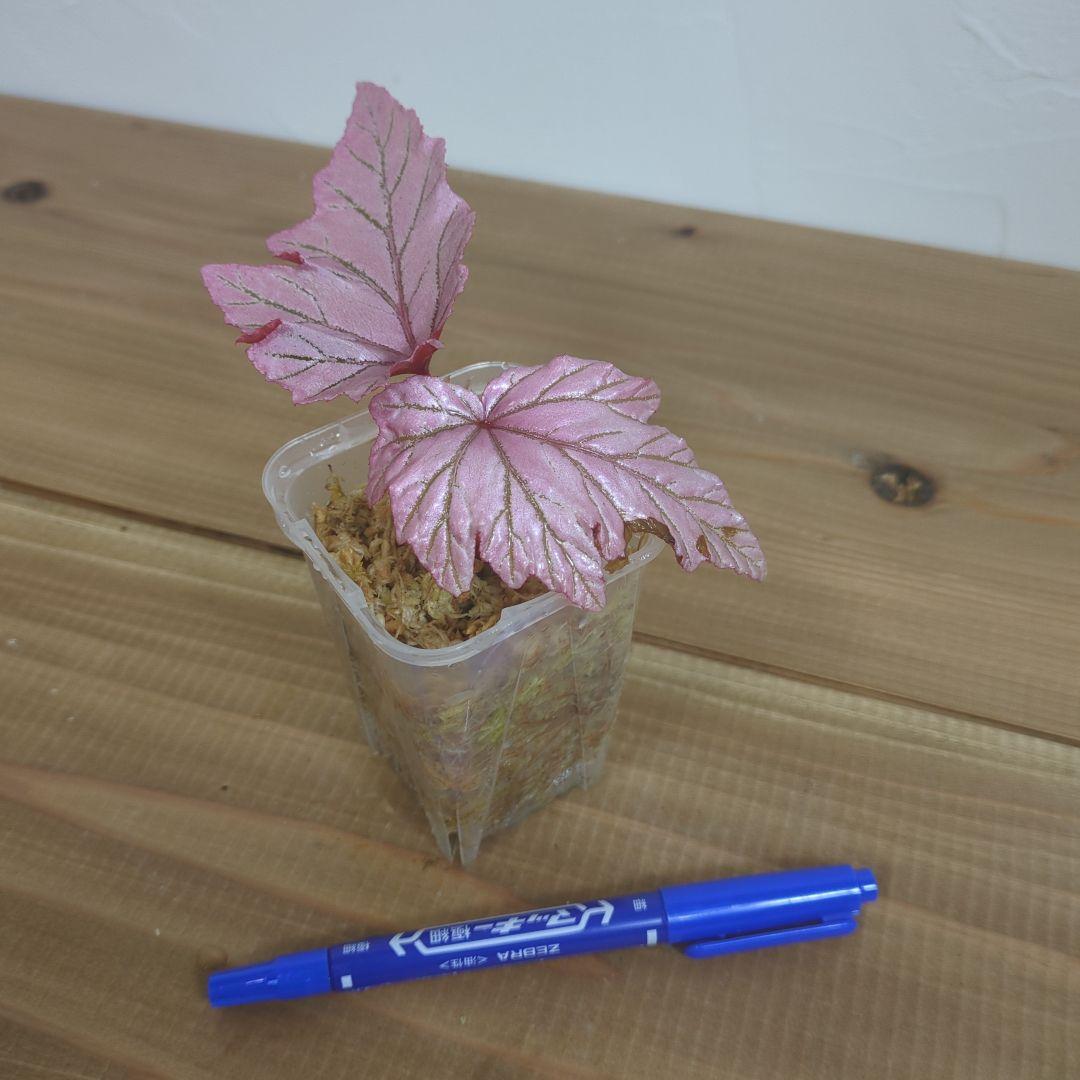 その他観葉植物 Begonia lamoon