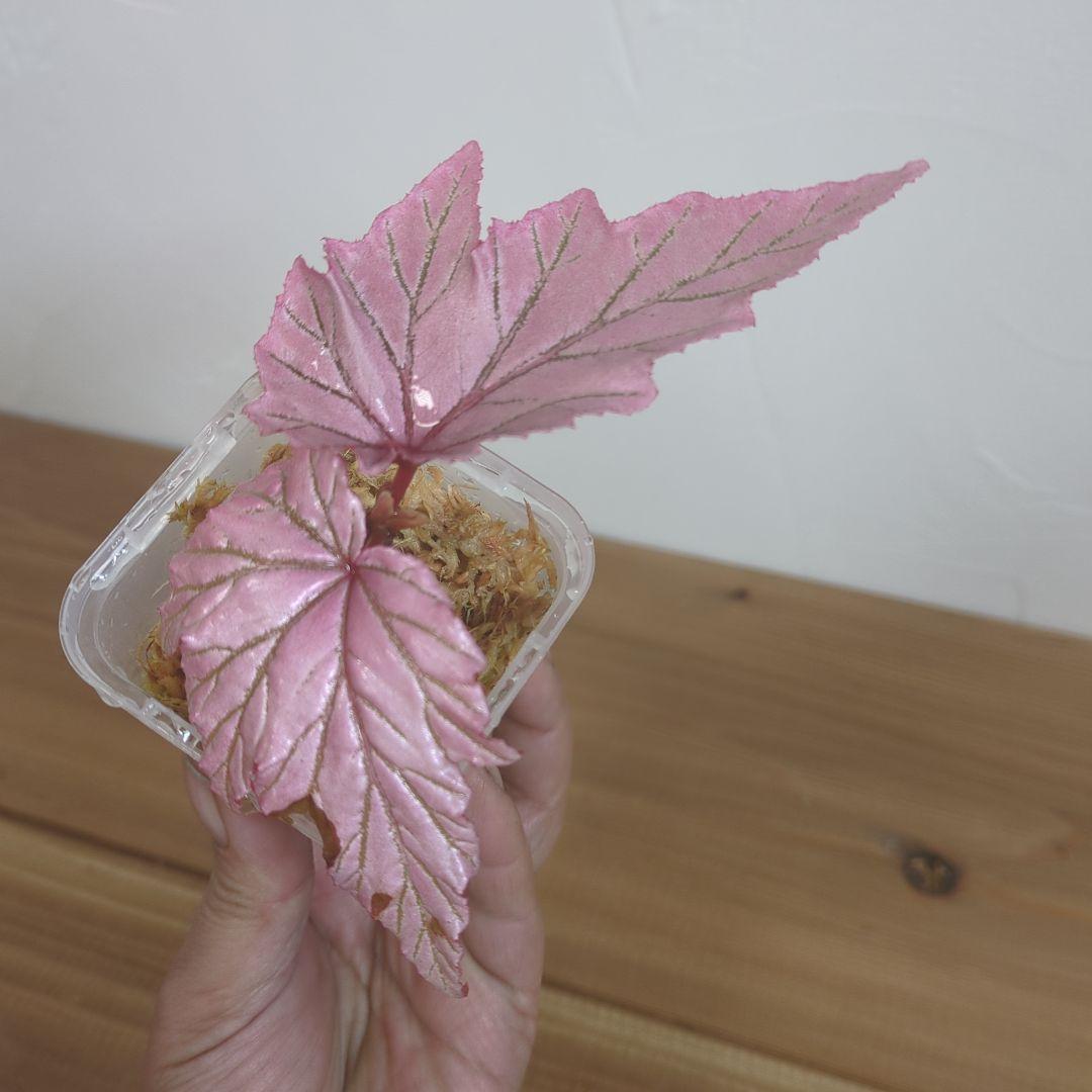 その他観葉植物 Begonia lamoon
