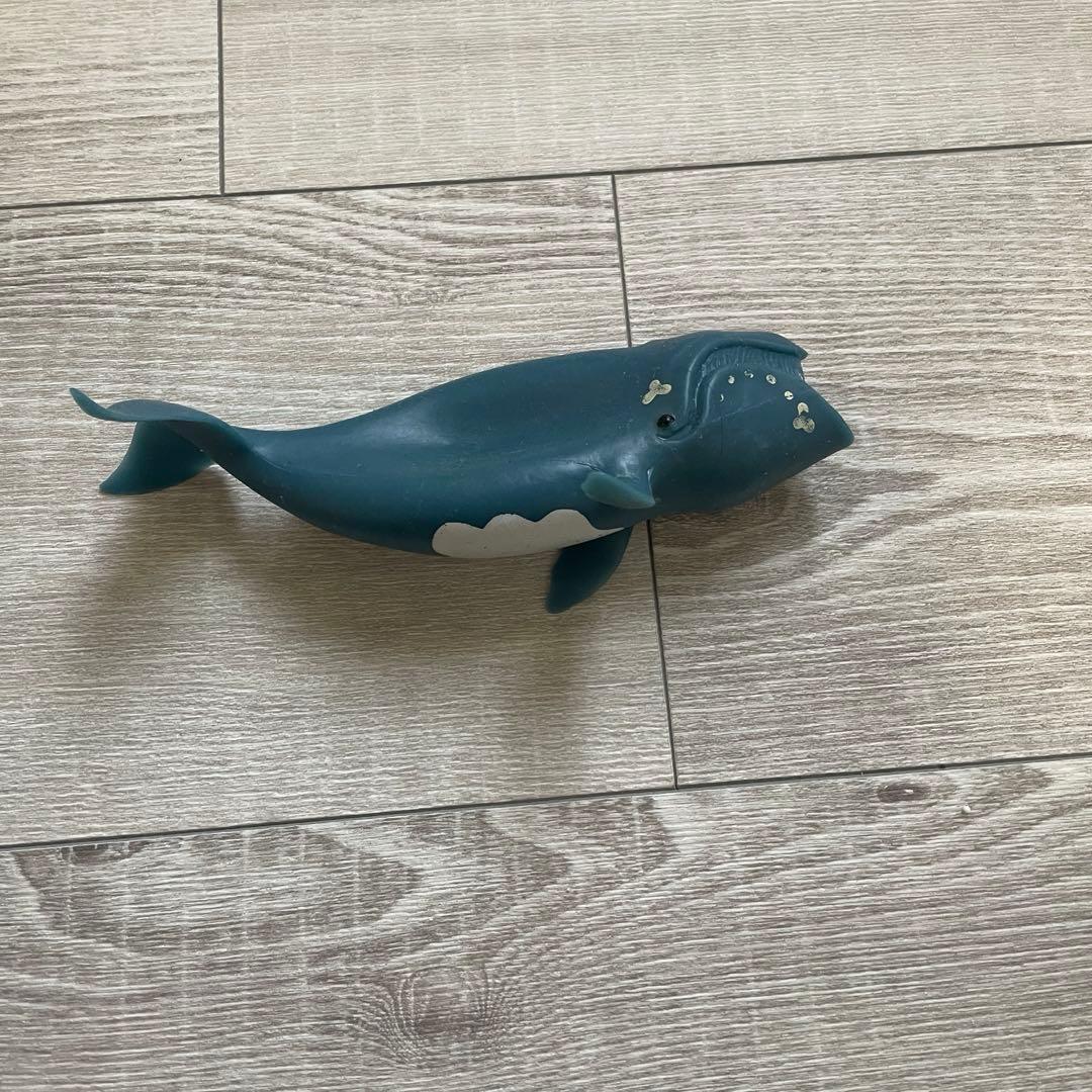 くじら＆Co. ビッグ　セット