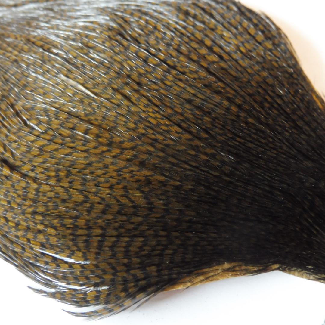 コックハックル ケープ Grizzly dyed Olive