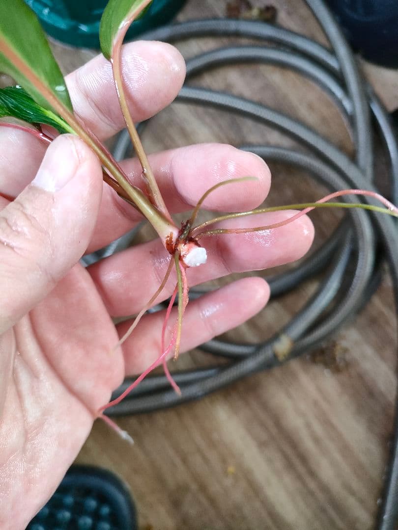 Homalomena sp. West Papua ホマロメナspパプア