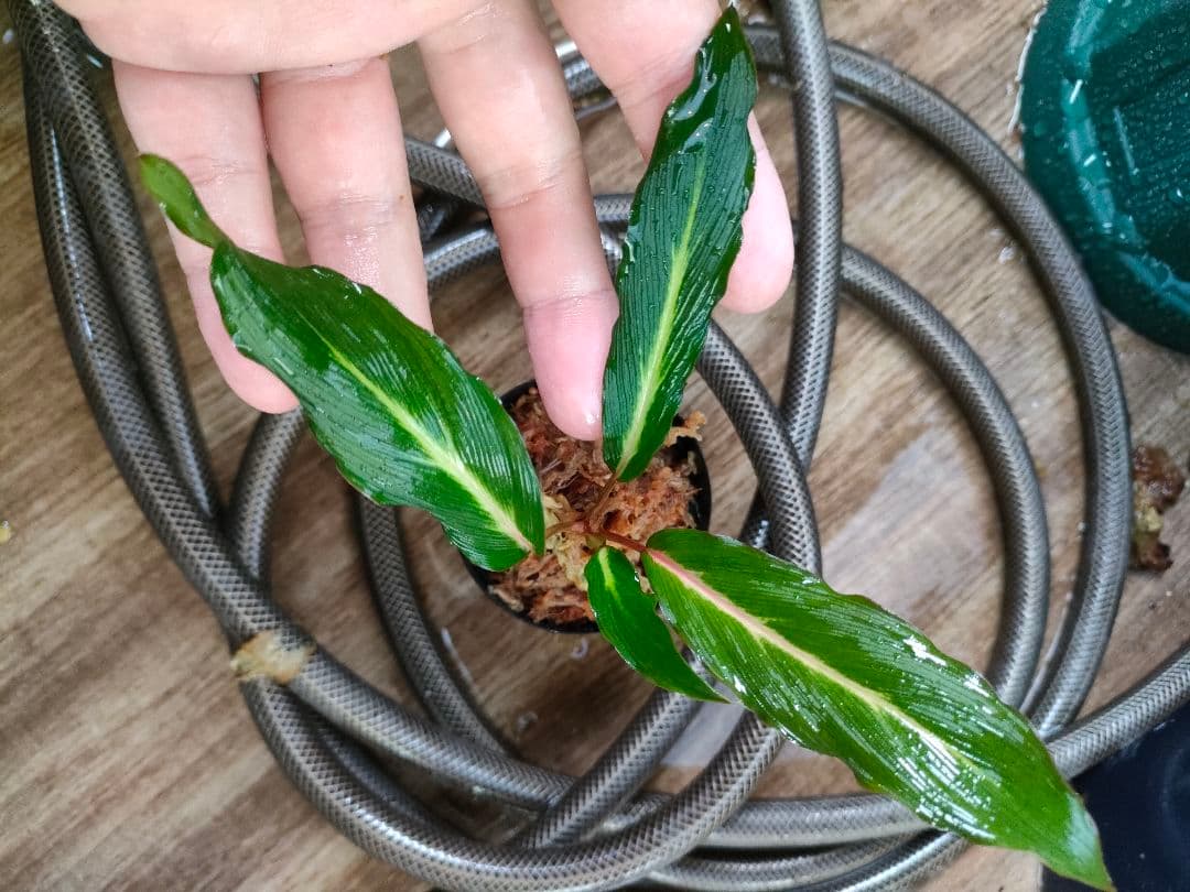 Homalomena sp. West Papua ホマロメナspパプア