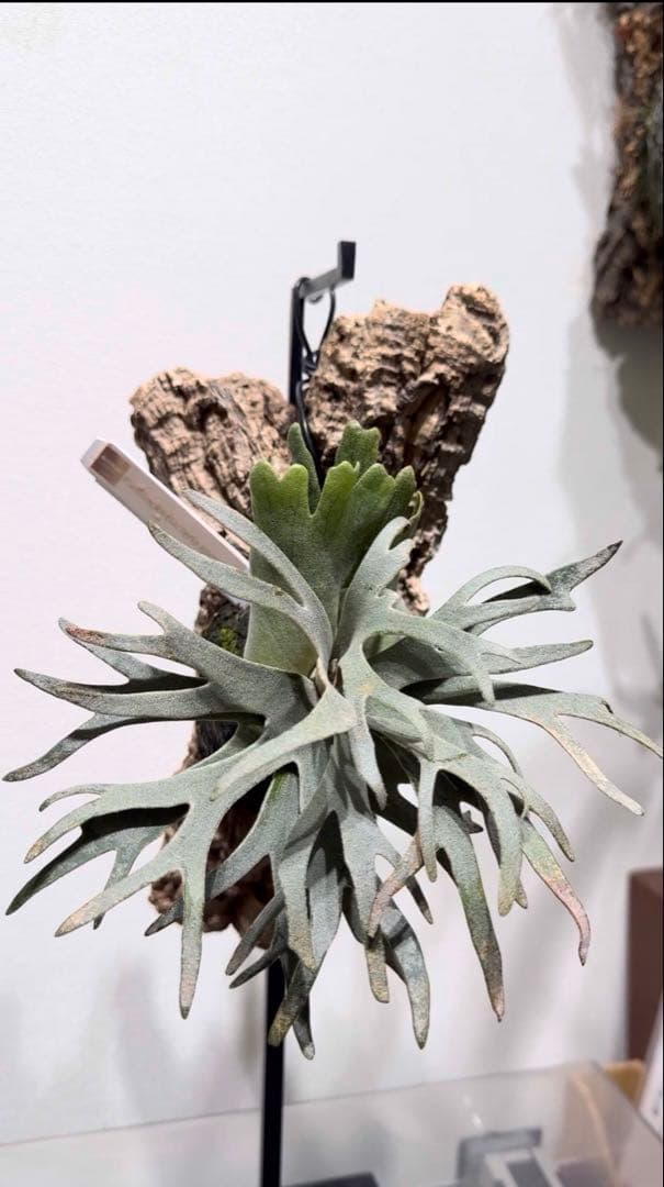 ビカクシダ P.willinckii 'Bacteria spore select #2'