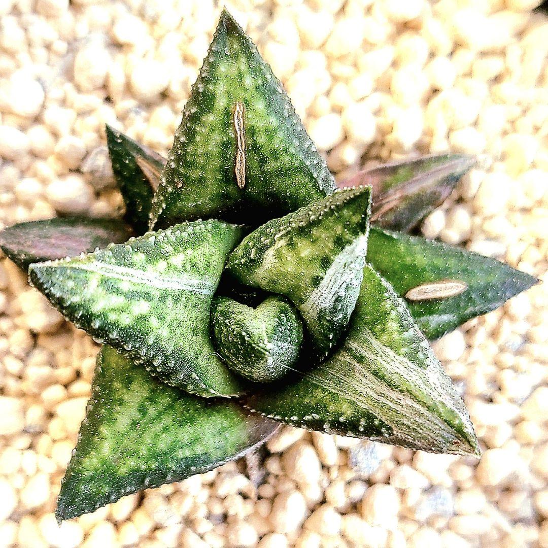 原種斑 アウグスチナフォリア白斑 カンディカンス 　多肉植物 ハオルチア アロエ