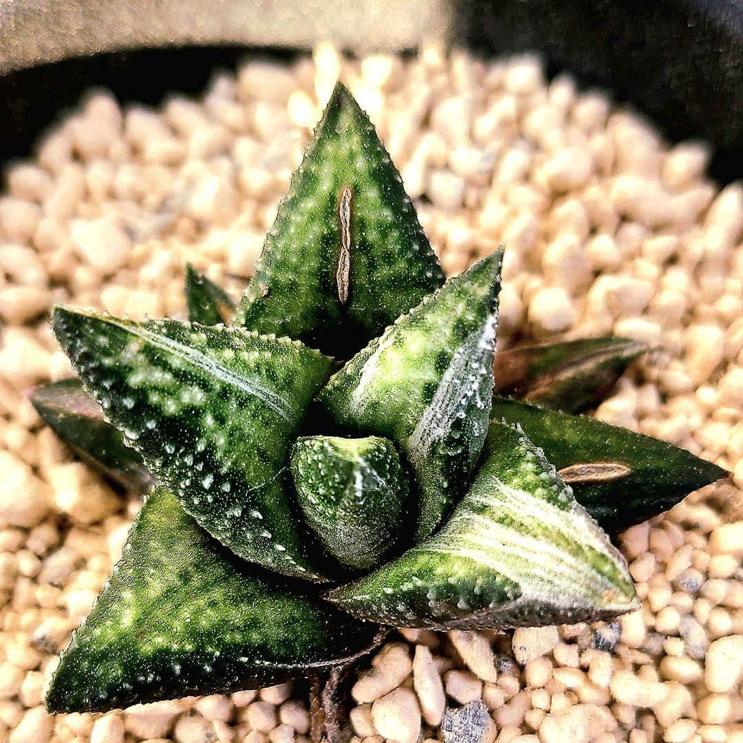 原種斑 アウグスチナフォリア白斑 カンディカンス 　多肉植物 ハオルチア アロエ