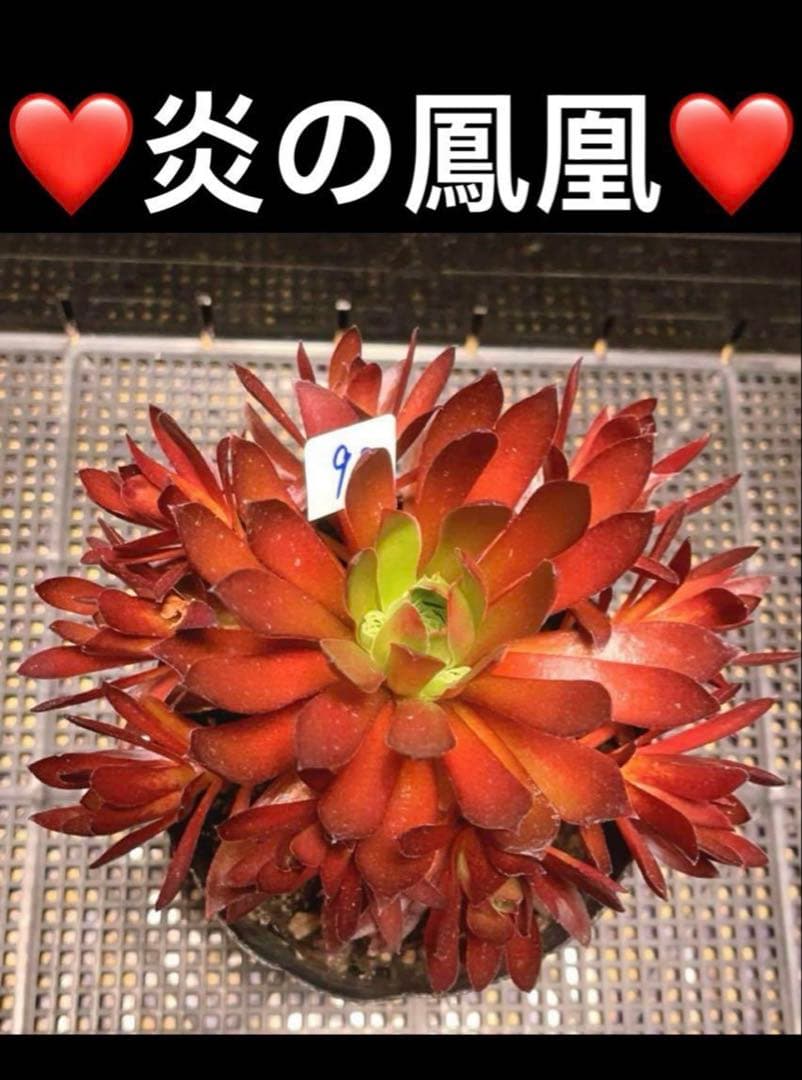 70#多肉植物❤️アエオニウム❤️炎の鳳凰❤️1大頭8小頭16cm拔き苗