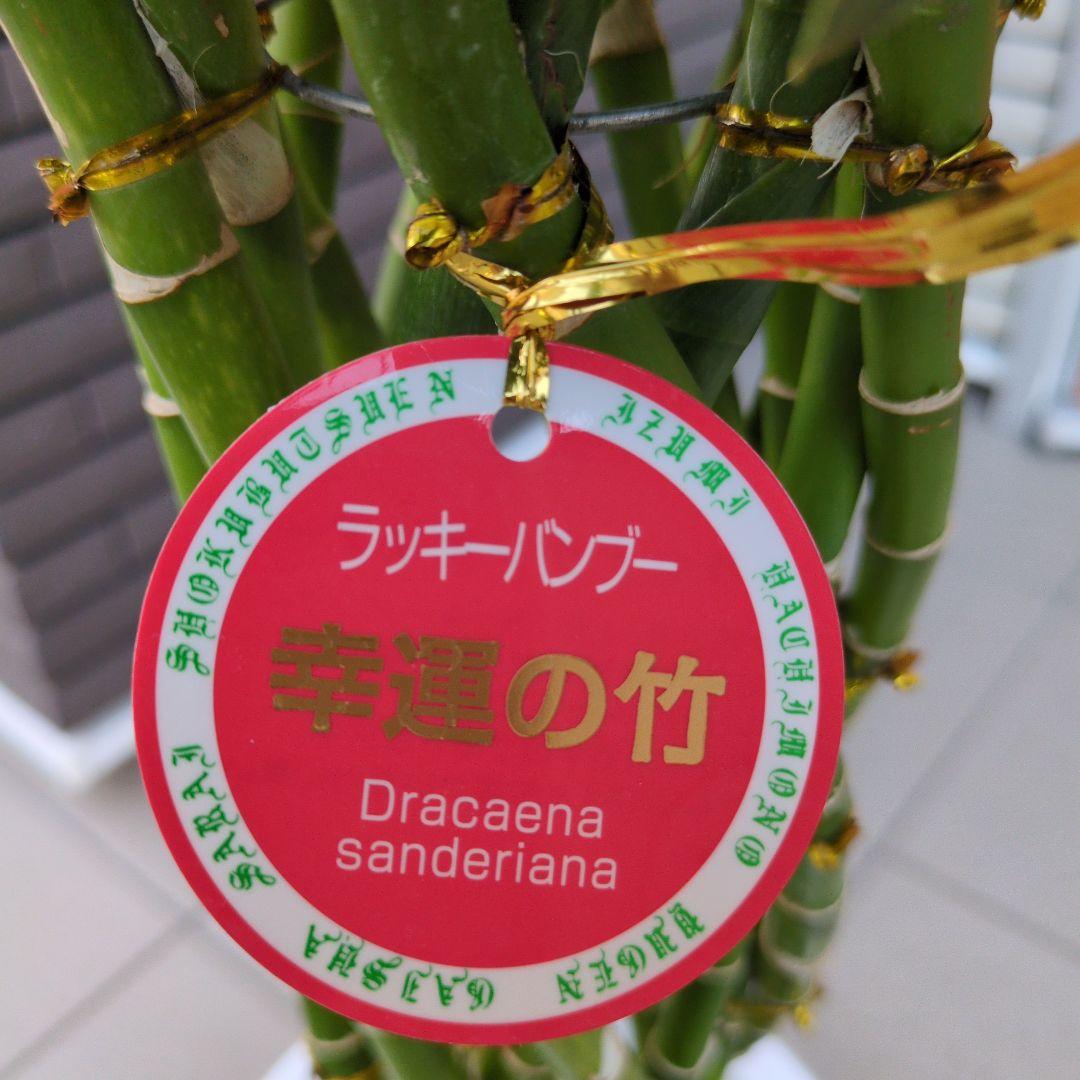 観葉植物 ドラセナ サンデリアーナ グリーン　ラッキーバンブー　８号鉢