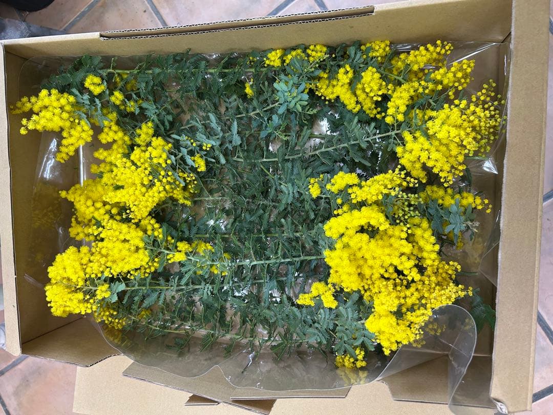 長いフレッシュミモザ50cm