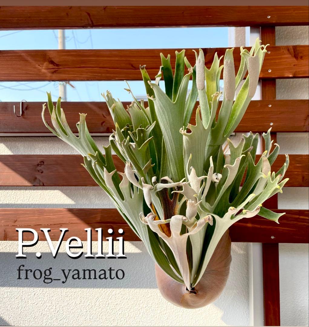 板付け 幅広 vellii ベリー spore ビカクシダ veitchii