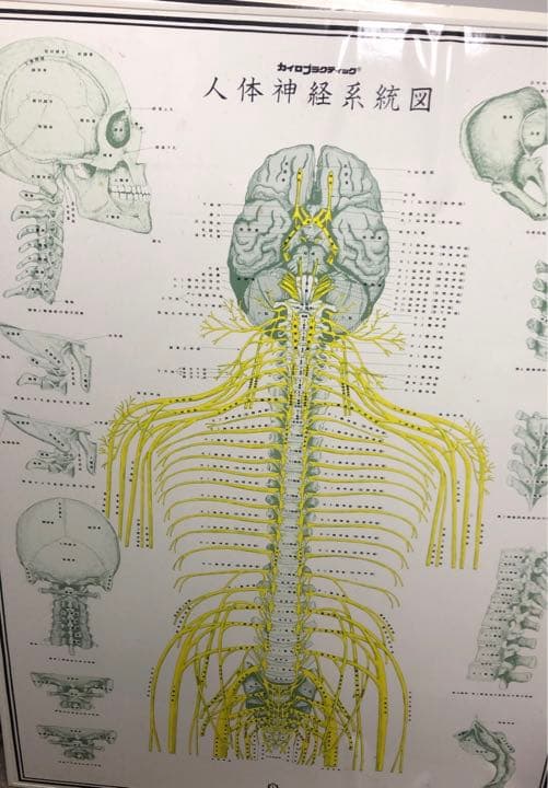 人体整体パネル！
