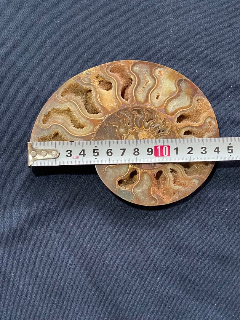 化石　アンモナイト　ハーフカット　14.2cm