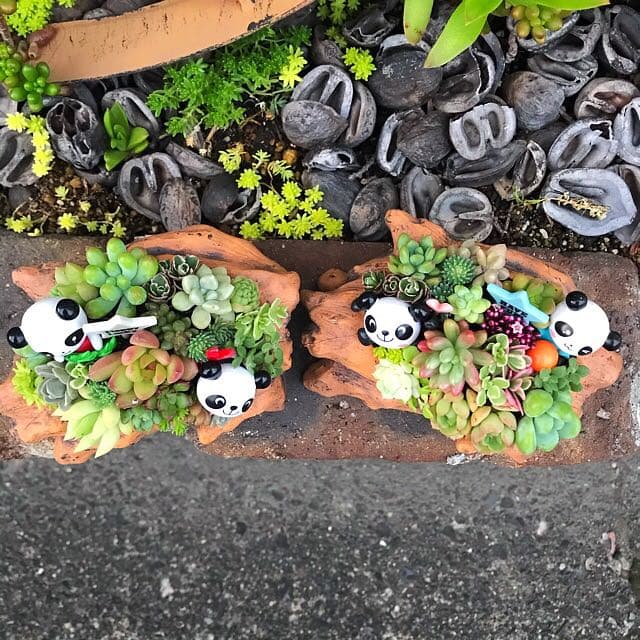 ★多肉植物　寄せ植え〜Wぱんだちゃんの切り株寄せ　セット〜★