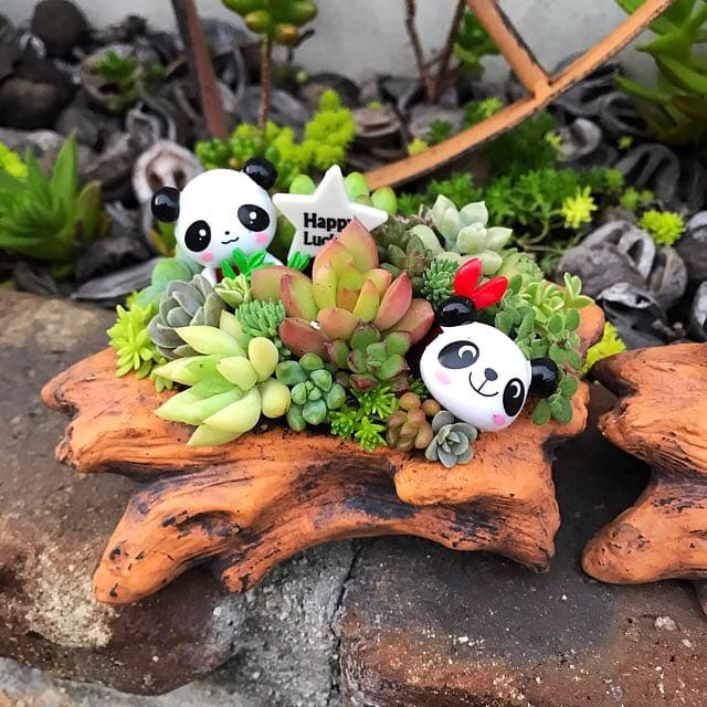 ★多肉植物　寄せ植え〜Wぱんだちゃんの切り株寄せ　セット〜★