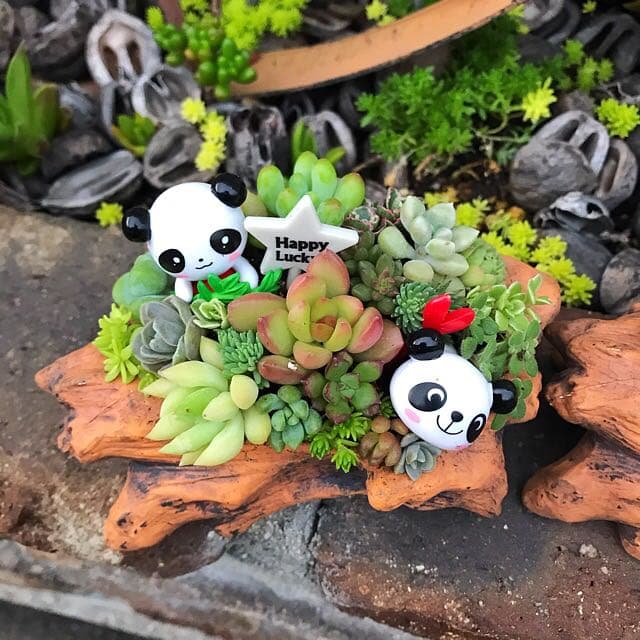 ★多肉植物　寄せ植え〜Wぱんだちゃんの切り株寄せ　セット〜★