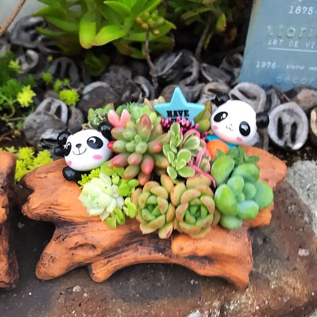 ★多肉植物　寄せ植え〜Wぱんだちゃんの切り株寄せ　セット〜★