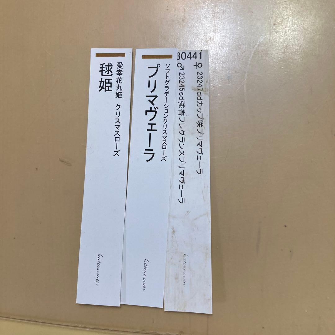 クリスマスローズ開花株 加藤農園　毱姫
