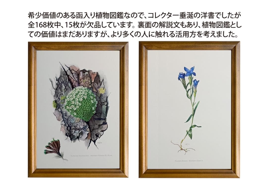 ドイツ有名出版社ボタニカルアートコレクション