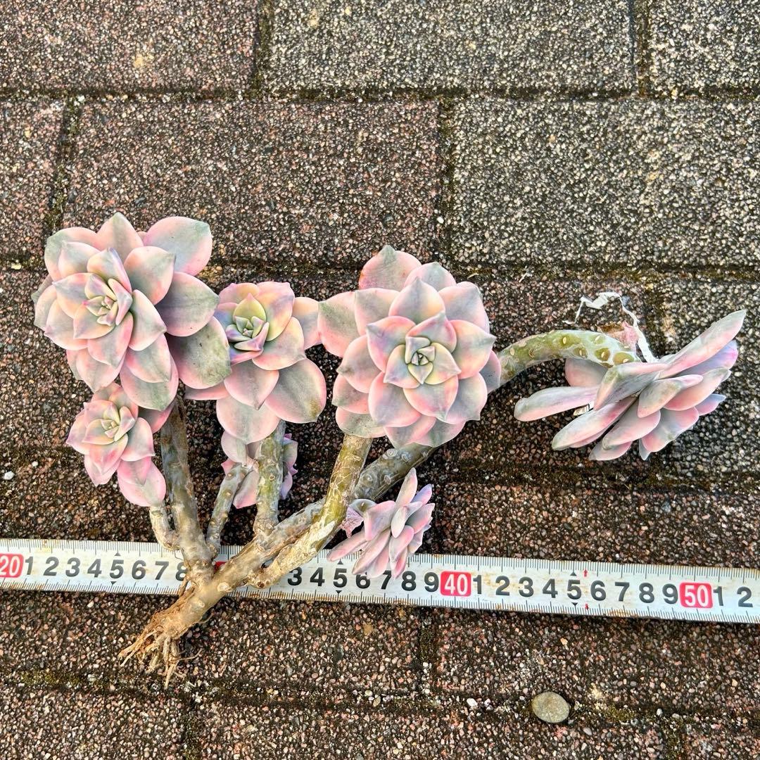 お買得‼️エケベリア パープルディライト錦　超完璧錦　　特大群生苗