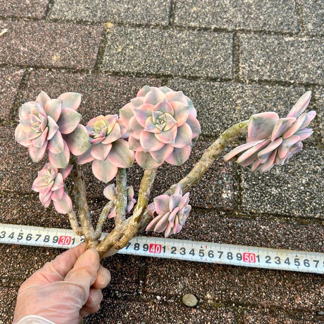 お買得‼️エケベリア パープルディライト錦　超完璧錦　　特大群生苗