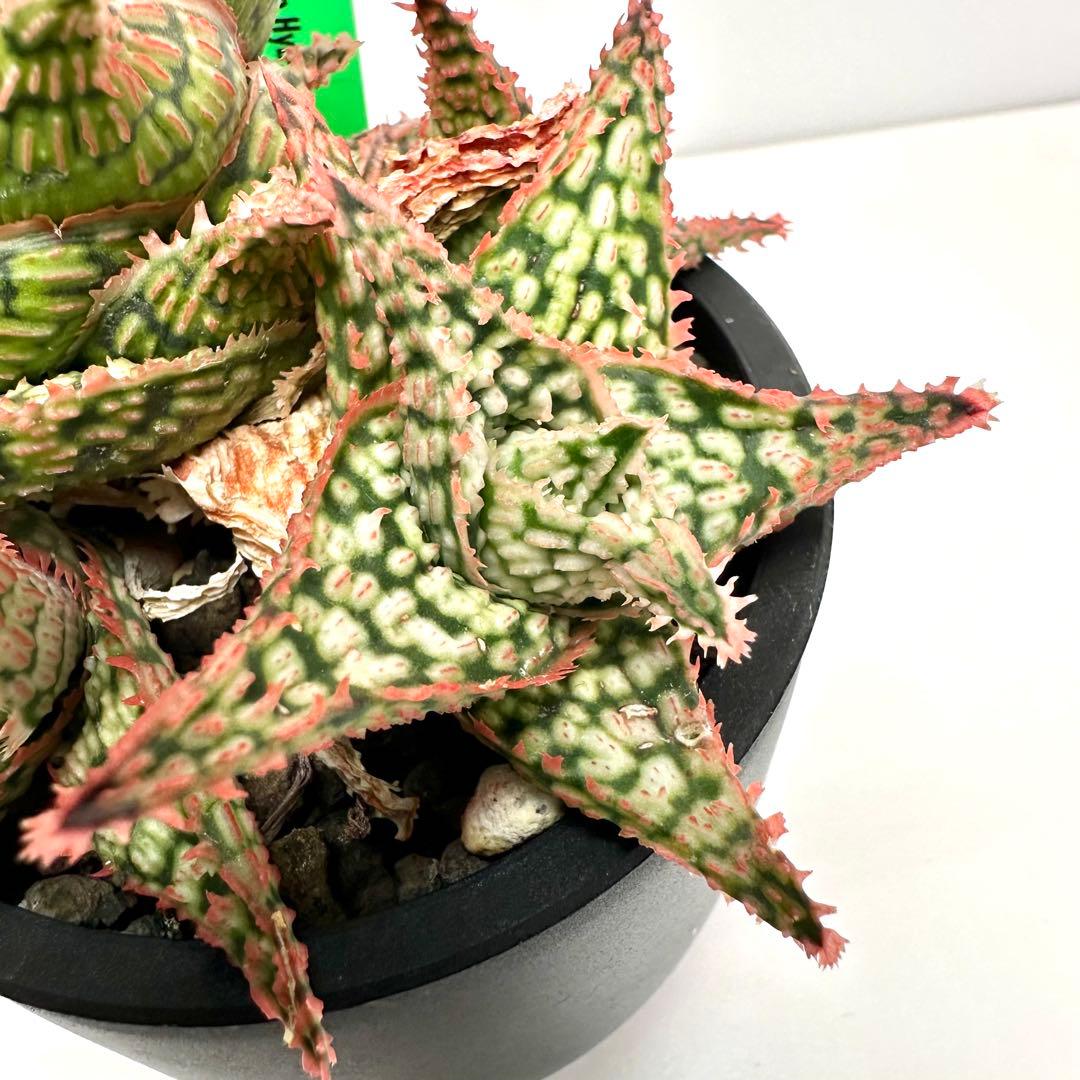 【美株】 アロエハイブリッド 子株沢山Aloe Hybrid