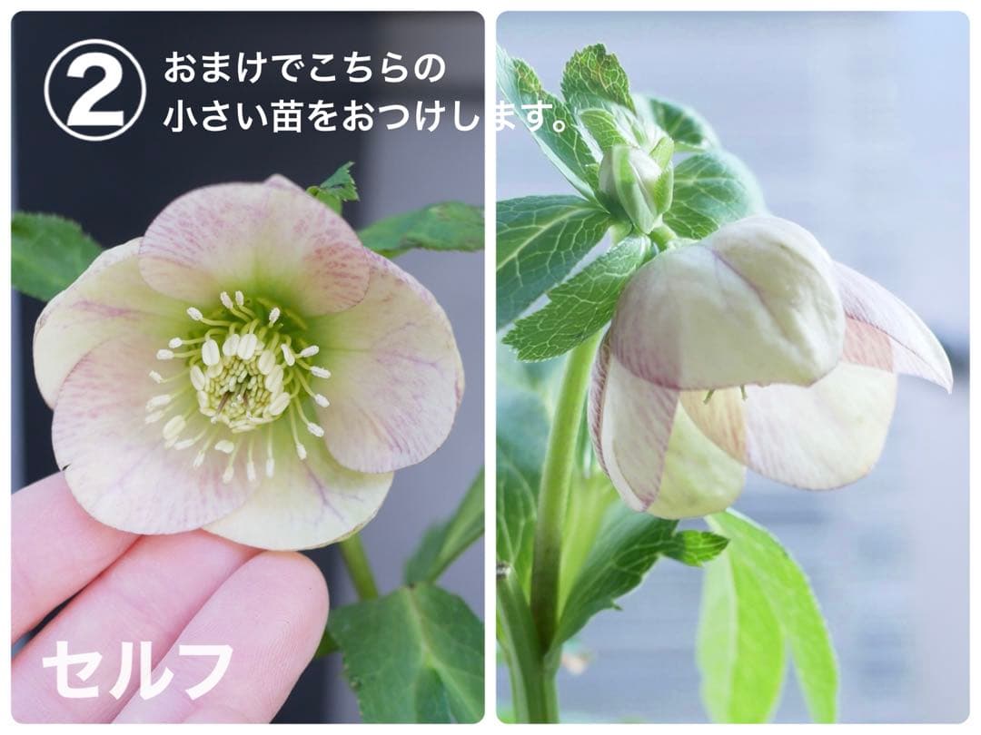 クリスマスローズ パステリッシュストレイン ピンク 苗 大和園 おまけ付き