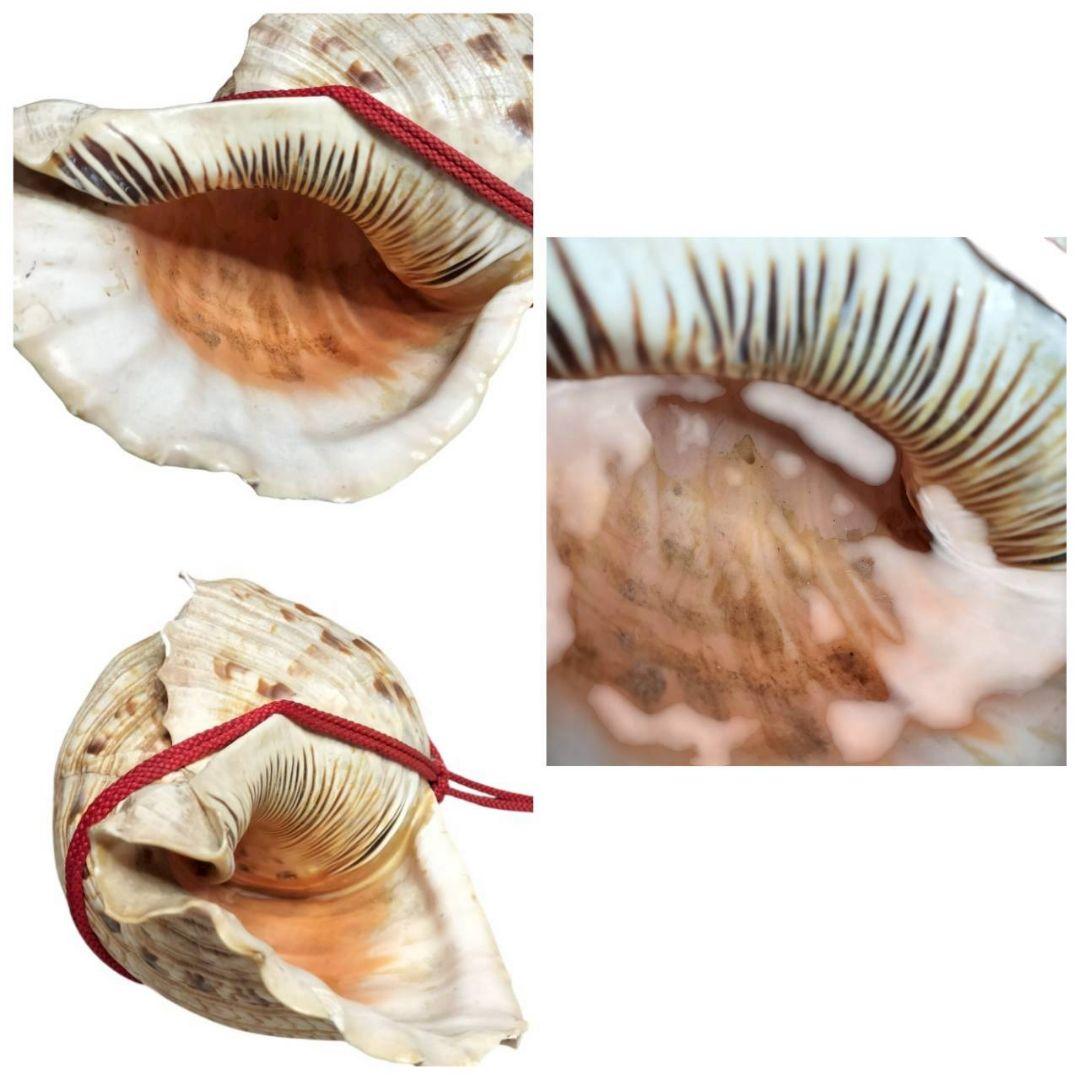 308 法螺貝　山伏　熊よけ ホラガイ　ほら貝 38cm 1113g