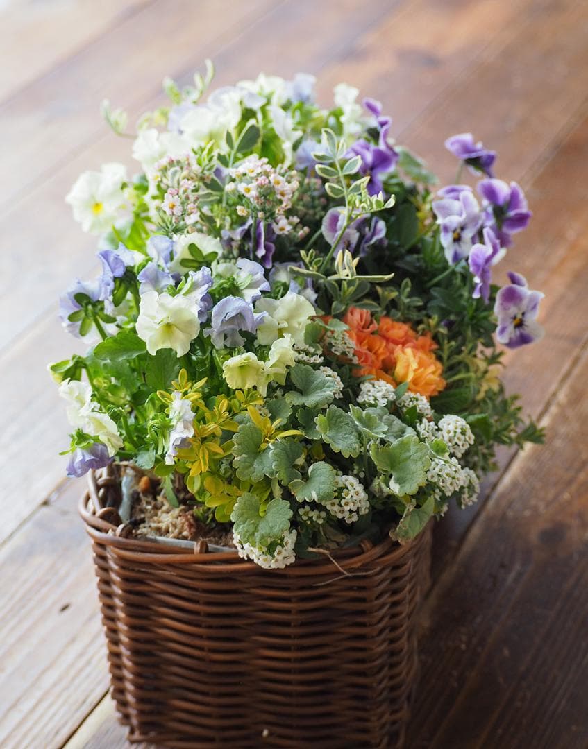 【お値引品】チャイナブルーのふんわり籠寄せ植え