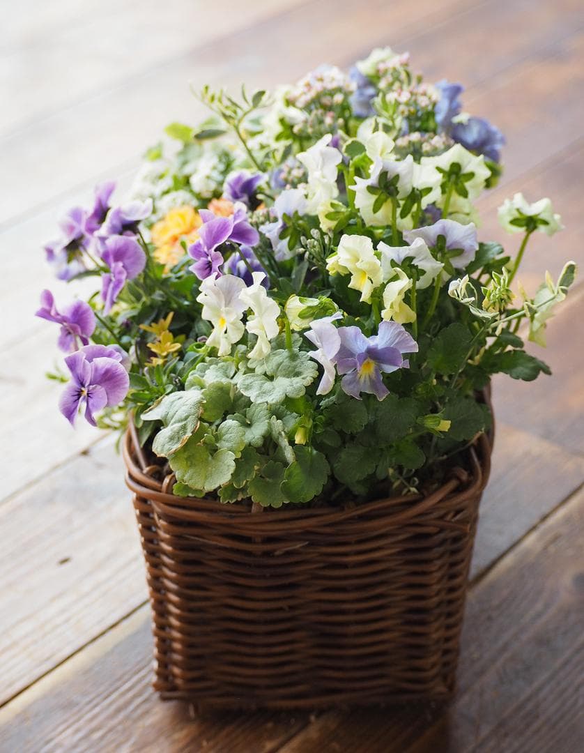 【お値引品】チャイナブルーのふんわり籠寄せ植え