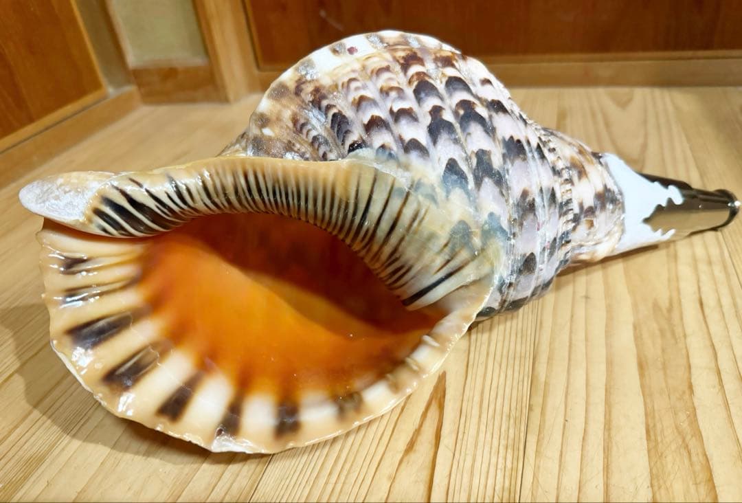 大型肉厚修験道法螺貝39㎝　山伏　密教　熊よけ　魔除け❣️ホラガイ　ほら貝