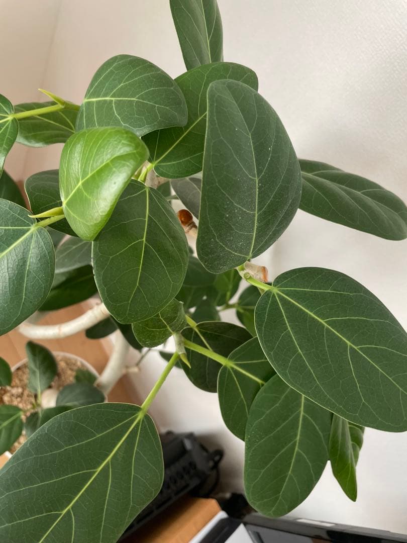 フィカス 観葉植物 約1メートル引き取り限定（愛知県豊川市